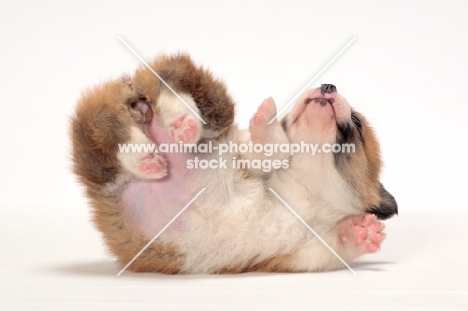 Welsh Pembroke Corgi puppy, rolling