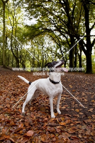 black and white crossbred Staffie dog (crossed with Whippet / Pointer / Jack Russell) standing in Autumn leaves and panting