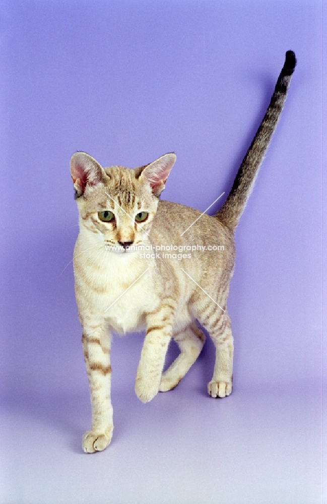 brown tabby tortie Tonkinese, tail up