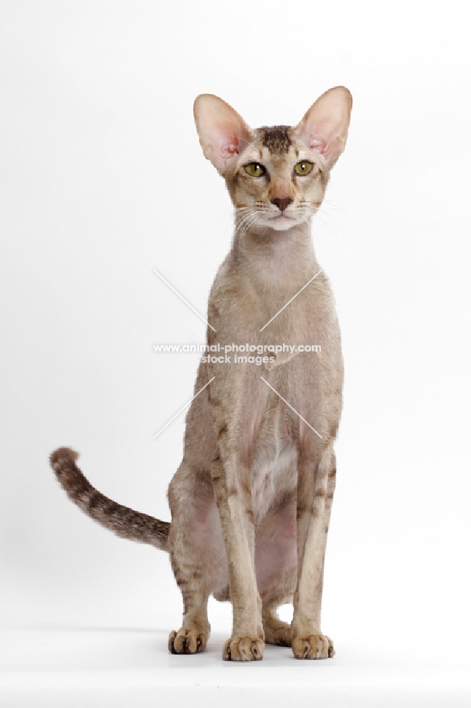 Oriental Shorthair full body, Chocolate Silver Ticked Tabby, standing up