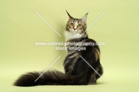 Brown Classic Tabby & White Maine Coon