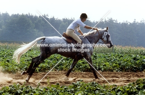 horse and rider at luhmuhlen horse trials, cross country