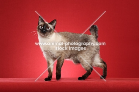 Mekong Bobtail standing on red background