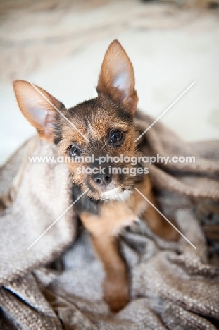 terrier mix puppy wrapped in blanket