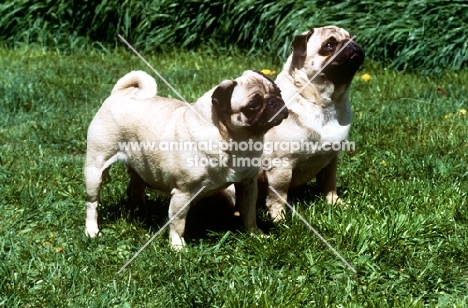 two pugs together looking hopeful