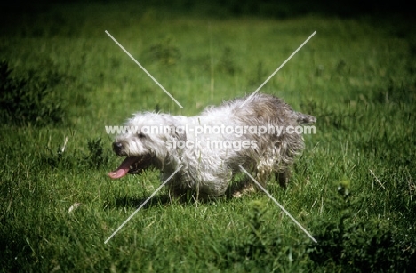 panting glen of imaal terrier dashing across grass