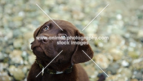 Chocolate Labrador Retriever puppy head shot looking up