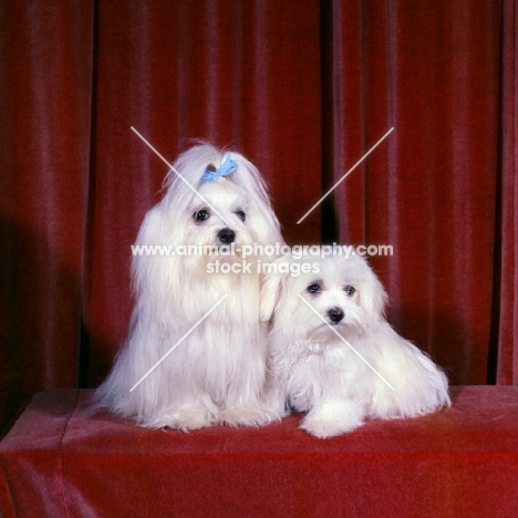 maltese with her puppy on velvet