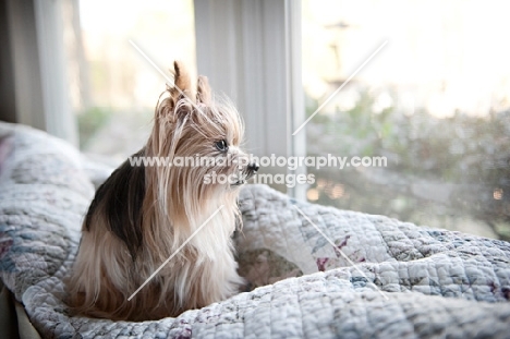 yorkshire terrier looking out window