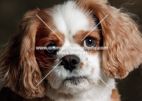 Close up of Cavalier King Charles Spaniel