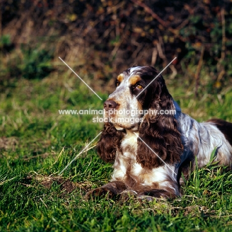 cocker spaniel, liver chocolate and white coloured