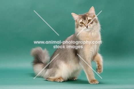 young Somali cat, blue coloured, on green background, one leg up