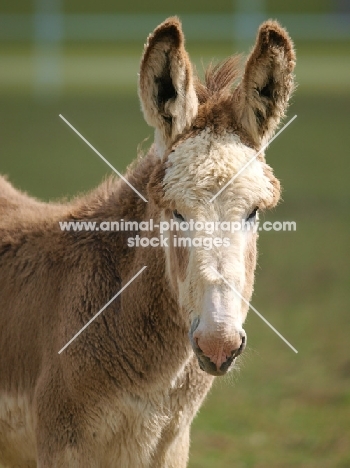 Donkey portrait