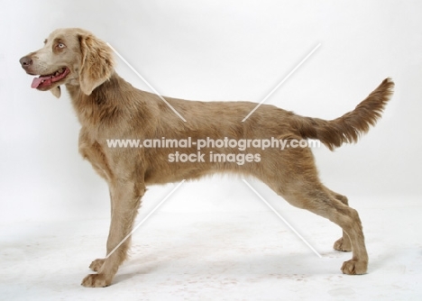 Longhaired Weimaraner on white background