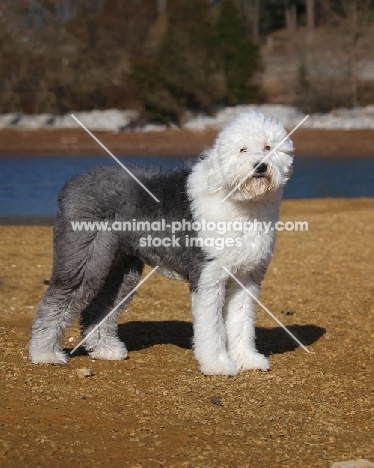 Old English Sheepdog side view