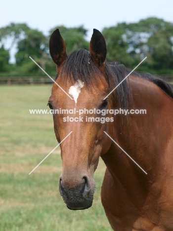 Thoroughbred portrait