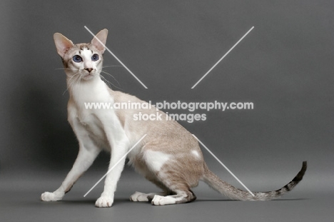 Siamese cat sitting on grey background, seal lynx point & white