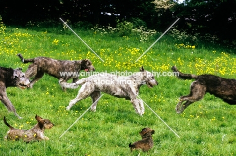 irish wolfhounds and miniature wire haired dachshunds running together