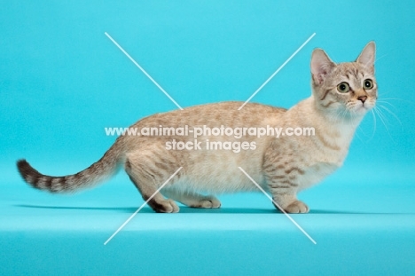 Seal (Natural) Mink Spotted Tabby Munchkin on pastel background