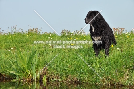 black and white Wetterhound near water