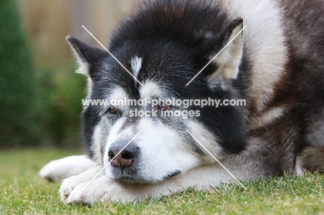 Alaskan Malamute, resting