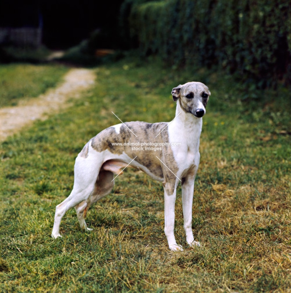 whippet looking at camera