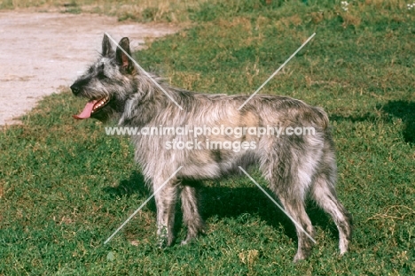 Bouvier des Ardennes on grass