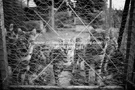 bengal cats behind a net, bengal breeding