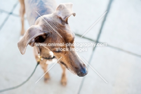 Top view of a Greyhound x Great Dane.