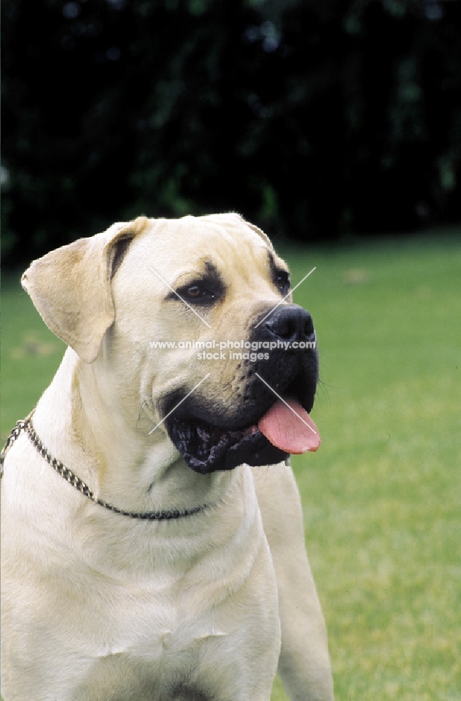 Boerboel