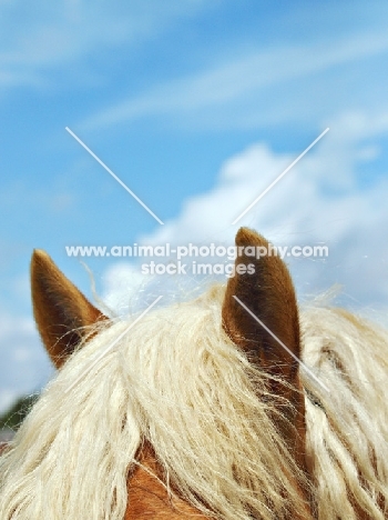 Haflinger ears