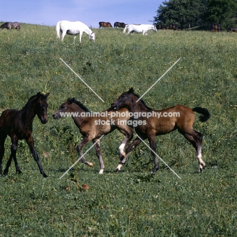 3 lipizzaner foals kicking, biting, playing at piber