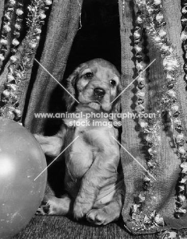 Cocker Spaniel with balloon at a party