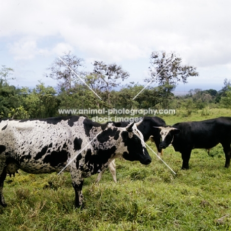 nguni cattle in swaziland