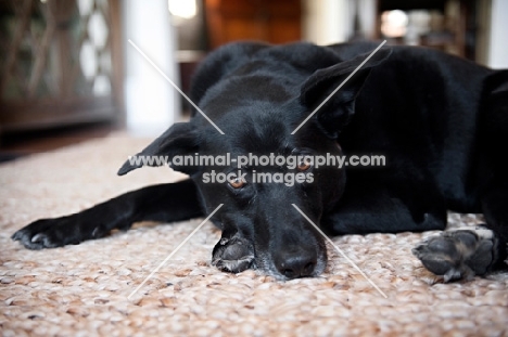black lab mix lying with head down on paws