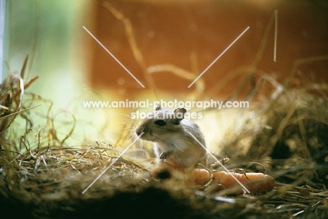 gerbil with carrot