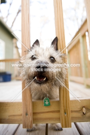 wheaten Cairn terrier with head through rungs of deck railing, howling.