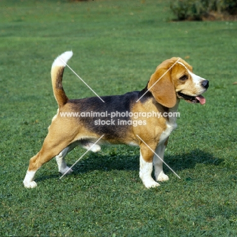 beagle standing on grass