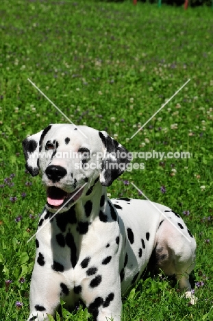 Dalmatian lying down in grass