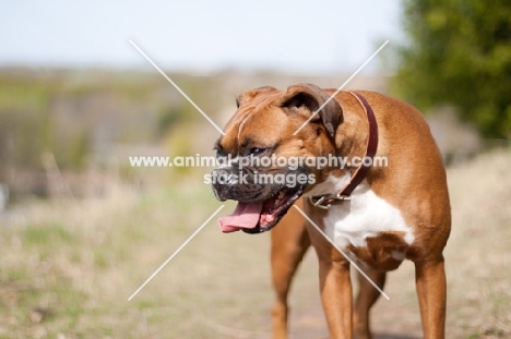 Boxer looking away