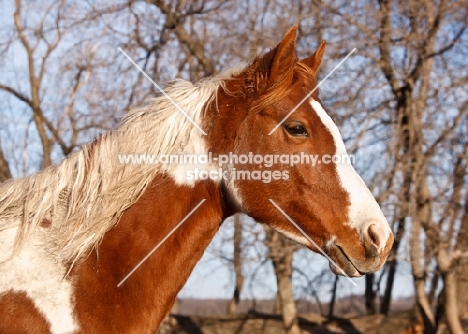 Pintabian profile