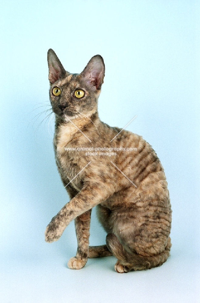 blue cream tortie cornish rex cat