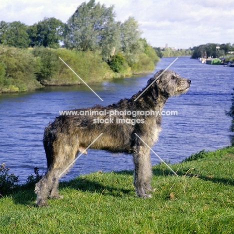 champion irish wolfhound from drakesleat