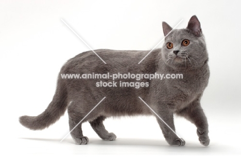 Chartreux cat, Jouvencebleu Vraiment Victorieuse