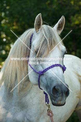 Quarter horse portrait