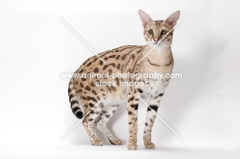 Savannah standing on white background