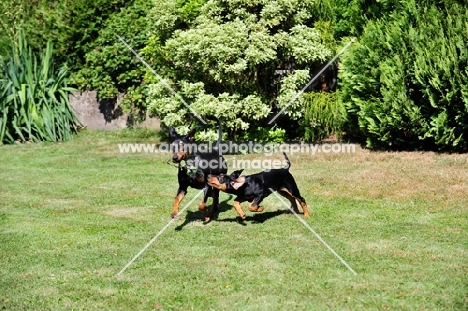 Deutscher Pinscher bitch playing with puppy