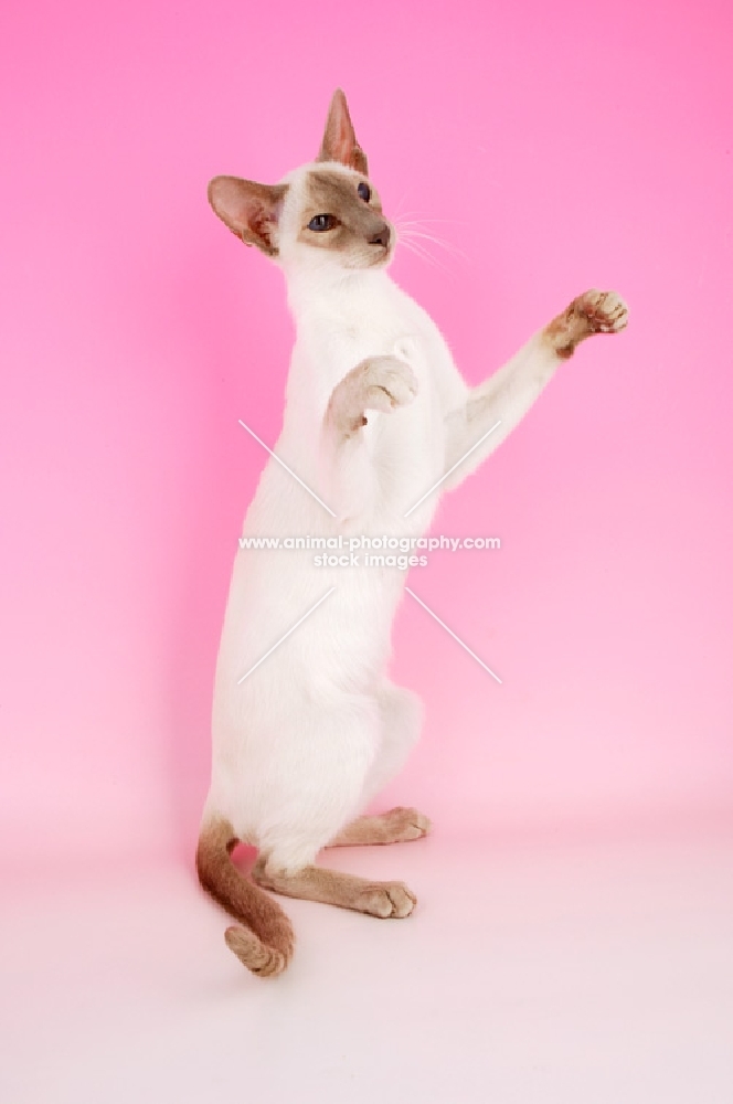 lilac point siamese cat, jumping up