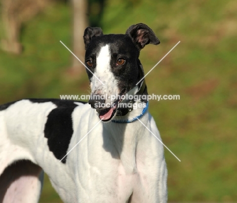 black and white Greyhound