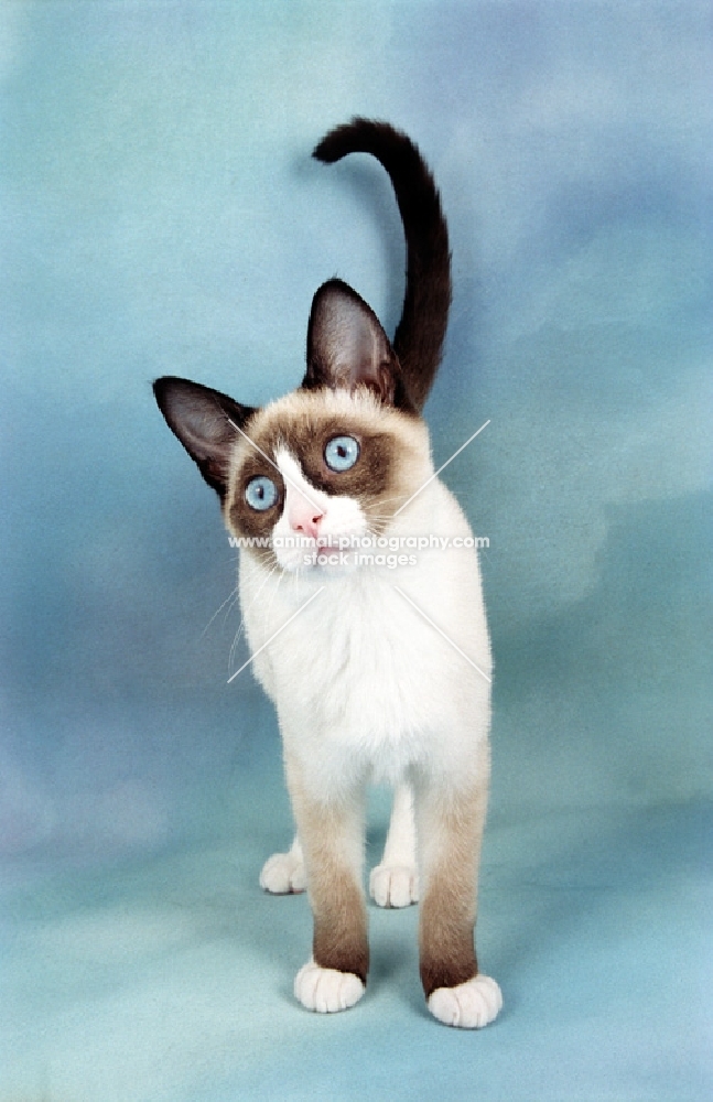 Snowshoe kitten on blue background